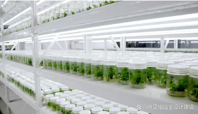 探索绿色未来：全新植物组织培养职位热招中